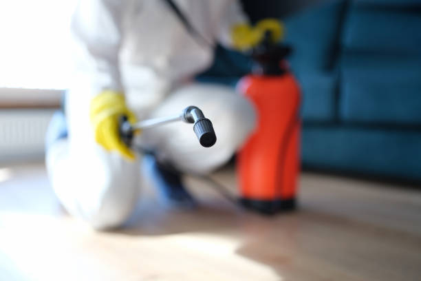 Best Basement Mold Removal  in Monticello, IN