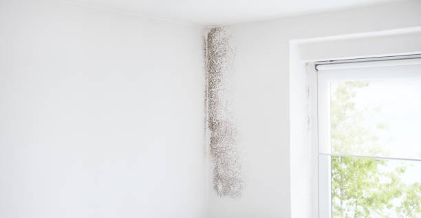 Best Asbestos and Lead Testing During Mold Inspection  in Monticello, IN