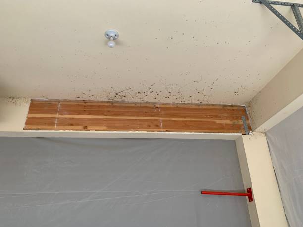 Best Attic Mold Removal  in Monticello, IN