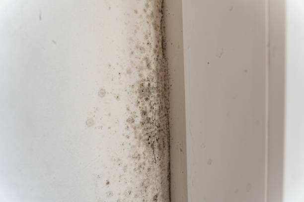 Environmental Consulting for Mold Prevention in Monticello, IN